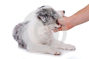 Puppy nibbles on a man`s hand