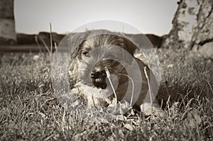 Puppy Norfolk terrier