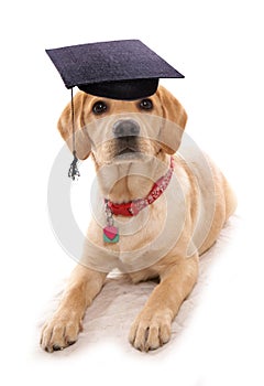 Puppy obiedience school dog wearing mortar board hat