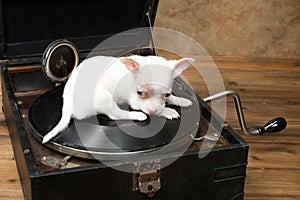 Puppy on old record player