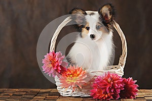 Puppy papilion in white basket with dahlias on dark brown background. photo