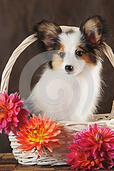 Puppy papilion in white basket with dahlias on dark brown background. photo