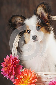 Puppy papilion in white basket with dahlias on dark brown background. photo