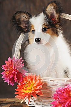 Puppy papilion in white basket with dahlias on dark brown background. photo