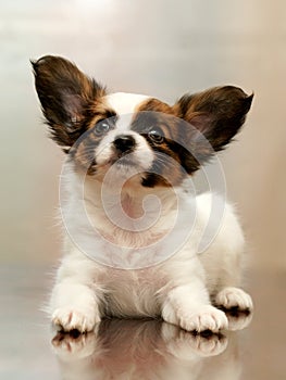 Puppy papillon photo