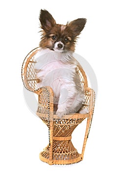 Puppy pappillon dog on chair