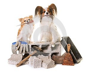 Puppy pappillon dog, chihuahua and masonry