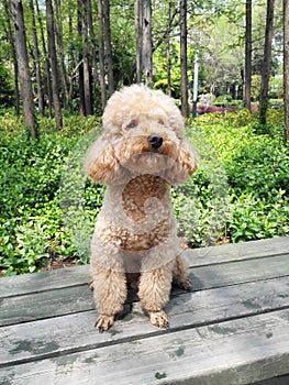 Puppy in the park