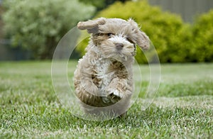 Puppy in the park