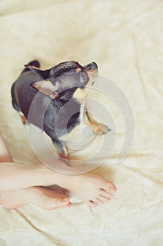 Puppy paw next to baby foot