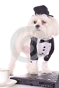 Puppy paws on computer