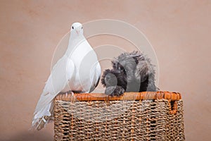 Puppy peeks out of basket next to pigeon