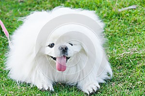 Puppy Pekingese breed, white dog , loveliness