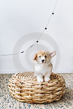 Puppy of Pembroke Welsh Corgi with the bulged ear posing on the floor at home