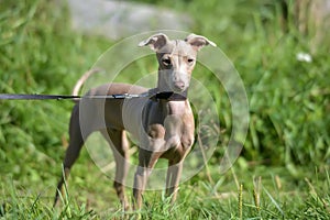 Puppy Peruvian Hairless Dog