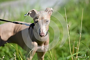 Puppy Peruvian Hairless Dog