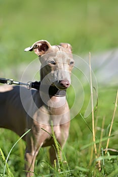 Puppy Peruvian Hairless Dog