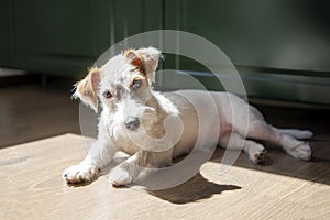 Puppy, pet, dog breed Jack Russell Terrier lying on the floor in the room in the sun