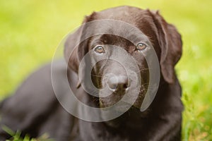 Labrador retriever dog lies on green grass on a sunny day. Puppy, pet. A dog on a green background