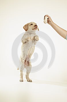 Puppy pet standing and looking at the toy