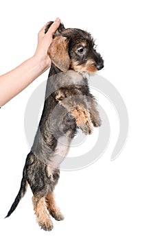 puppy picked up by the scruff of the neck. isolated on white