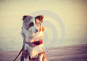 Puppy on Pier