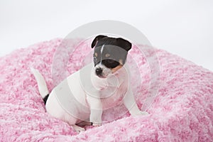 Puppy on pink blanket
