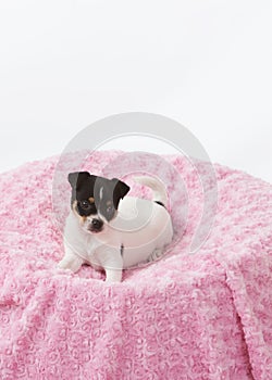 Puppy on pink blanket