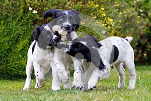 Puppy play time, three young puppies running sharing one toy.