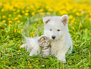 Puppy with playful kitten on a dandelion field