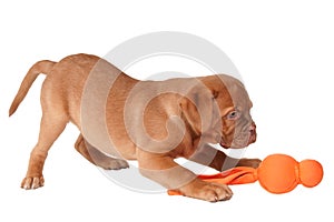 Puppy playing