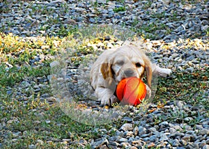 Puppy playing with a basketball ball