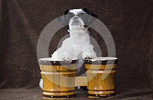 Puppy playing bongos.