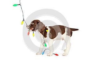 Puppy Playing With Colorful Christmas Lights