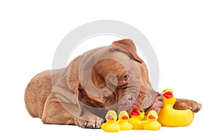 Puppy playing with duck toys isolated on white