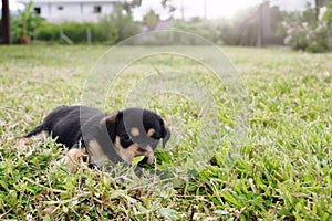 Puppy playing In the grass.
