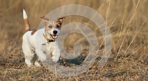 Puppy playing - happy pet dog running in the grass