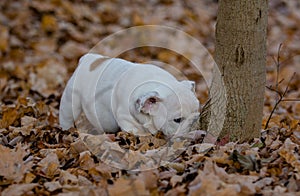 Puppy playing outside in autumn