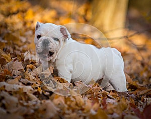 Puppy playing outside in autumn