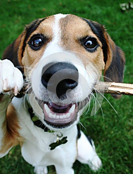 Puppy Playing with Stick