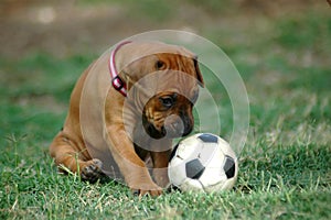 Puppy playing with toy