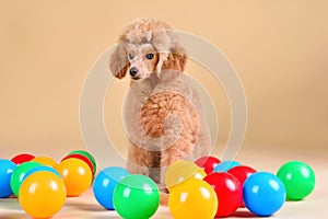 Puppy playing with toy balls