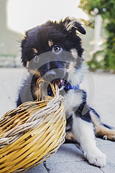 Puppy playing with wicker basket