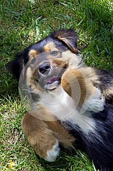 Puppy Plays on Ranch Lawn