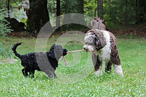 Puppy Playtime with a Tug Toy