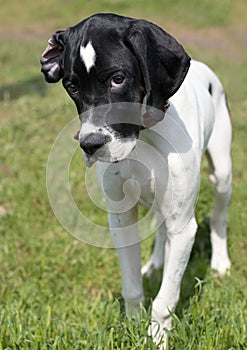 Puppy of pointer (hunter dog)