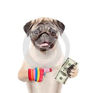 Puppy points per dollar in their hands. isolated on white background