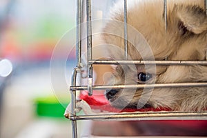 Puppy pomeranian breed in cage dog with sadness