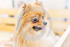 Puppy of Pomeranian Spitz dog standing in wooden box and curious looking away. Cute happy portrait close-up with open mouth.