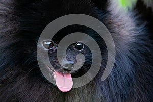 Puppy Pomeranian Spitz with its owner. Young energetic dog on a walk. Whiskers, portrait, closeup.